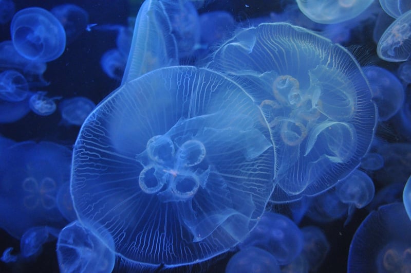 Aquarium Exhibit